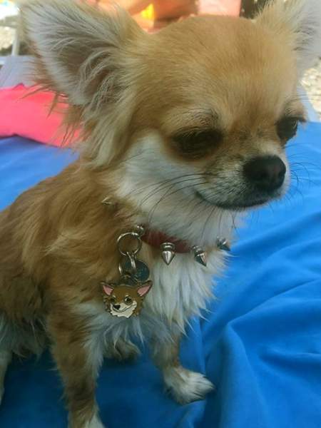 chihuahua - breed hand painted dog ID tag.